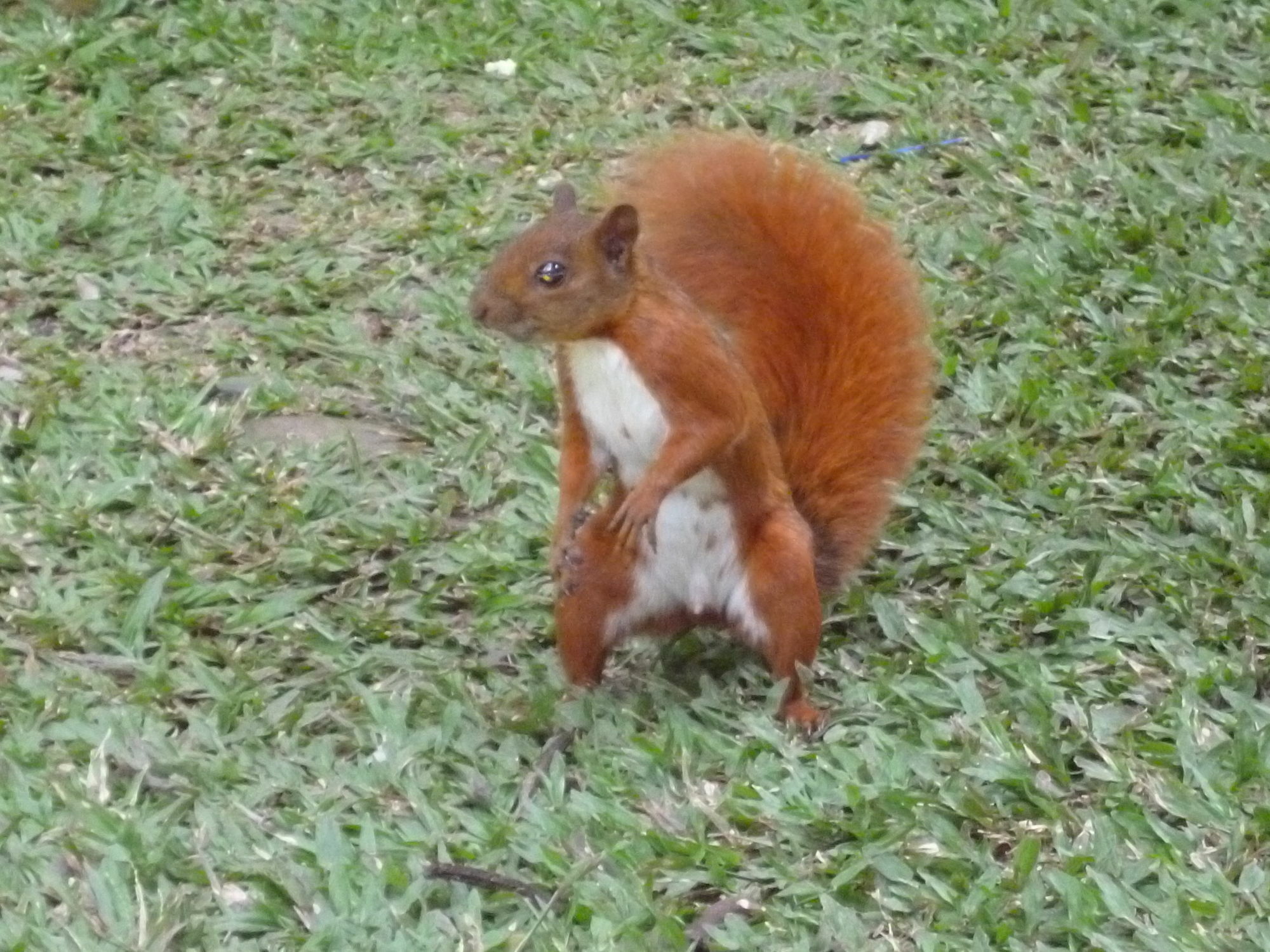 Poblado Campestre Medellin